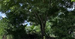 Vendo finca en Las Lajas de Chame